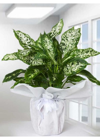Dieffenbachia Canlı Saksı Çiçeği