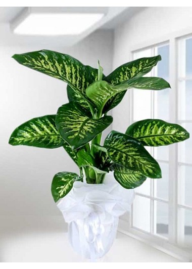 Tropic Snow Canlı Saksı Bitkisi