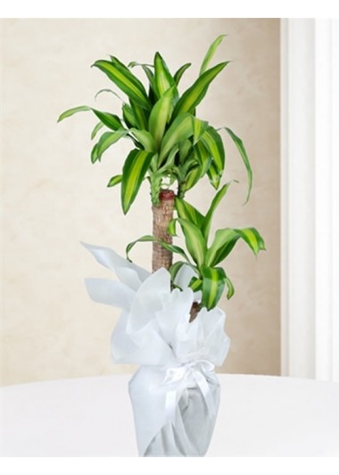 Dracena Massengena Canlı Saksı Çiçeği