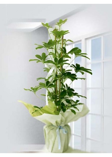 Schefflera Canlı Saksı Bitkisi