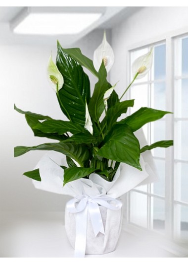 Spathiphyllum Barış Saksı Çiçeği