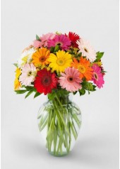 Vazoda Gerbera